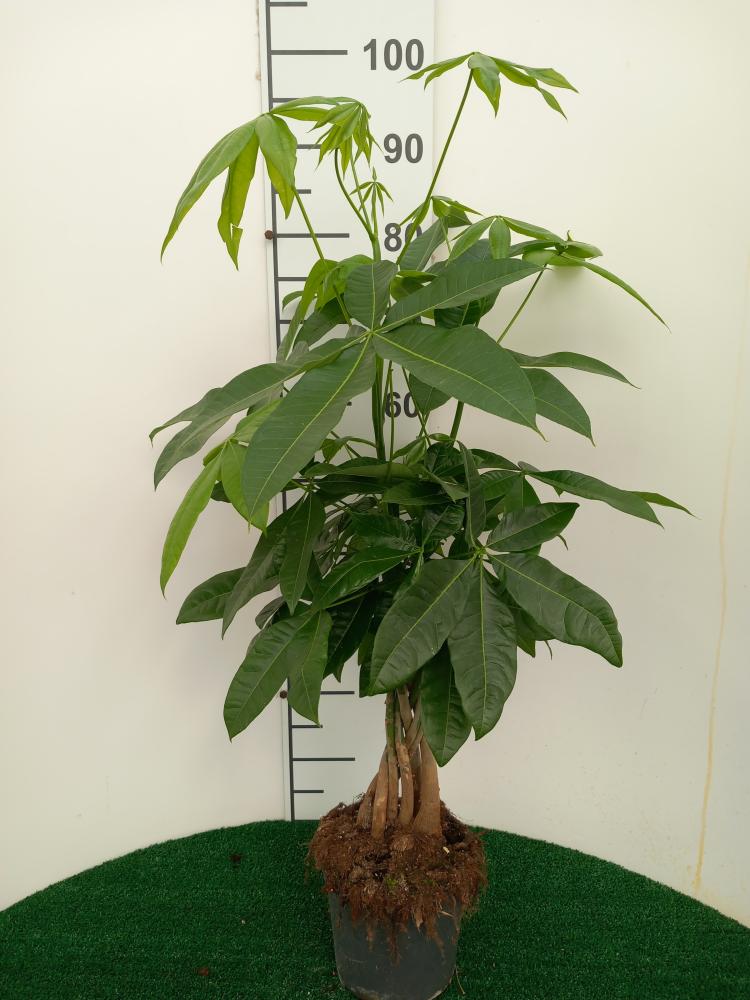 PACHIRA AQUATICA VP17