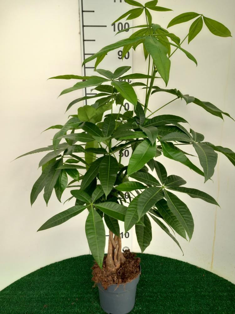 PACHIRA AQUATICA VP17