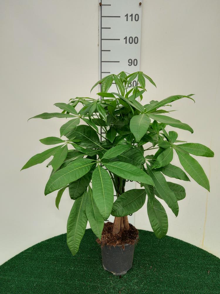 PACHIRA AQUATICA VP17