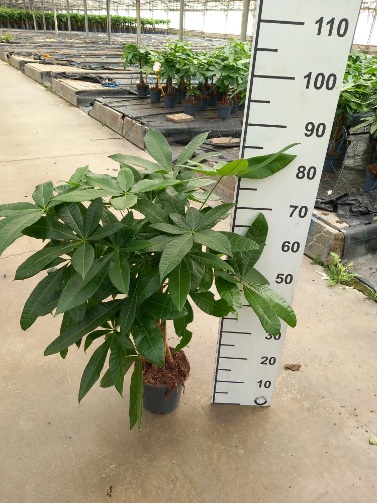 PACHIRA AQUATICA VP17
