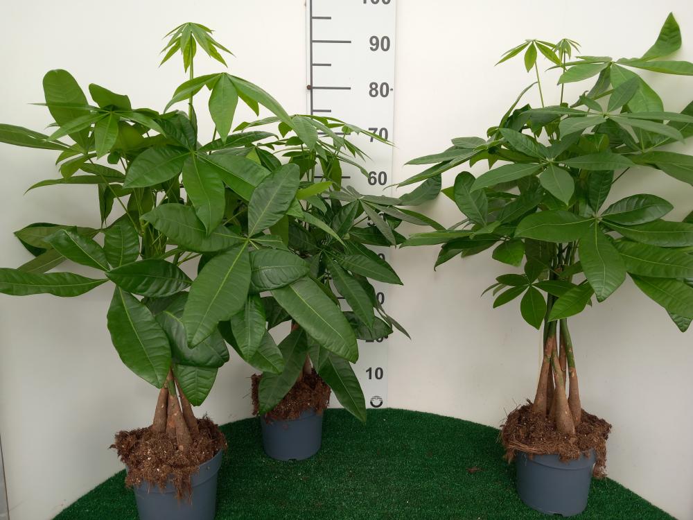PACHIRA AQUATICA VP17