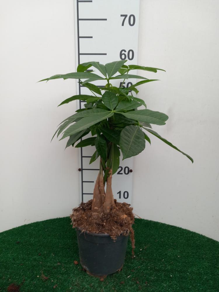 PACHIRA AQUATICA VP17