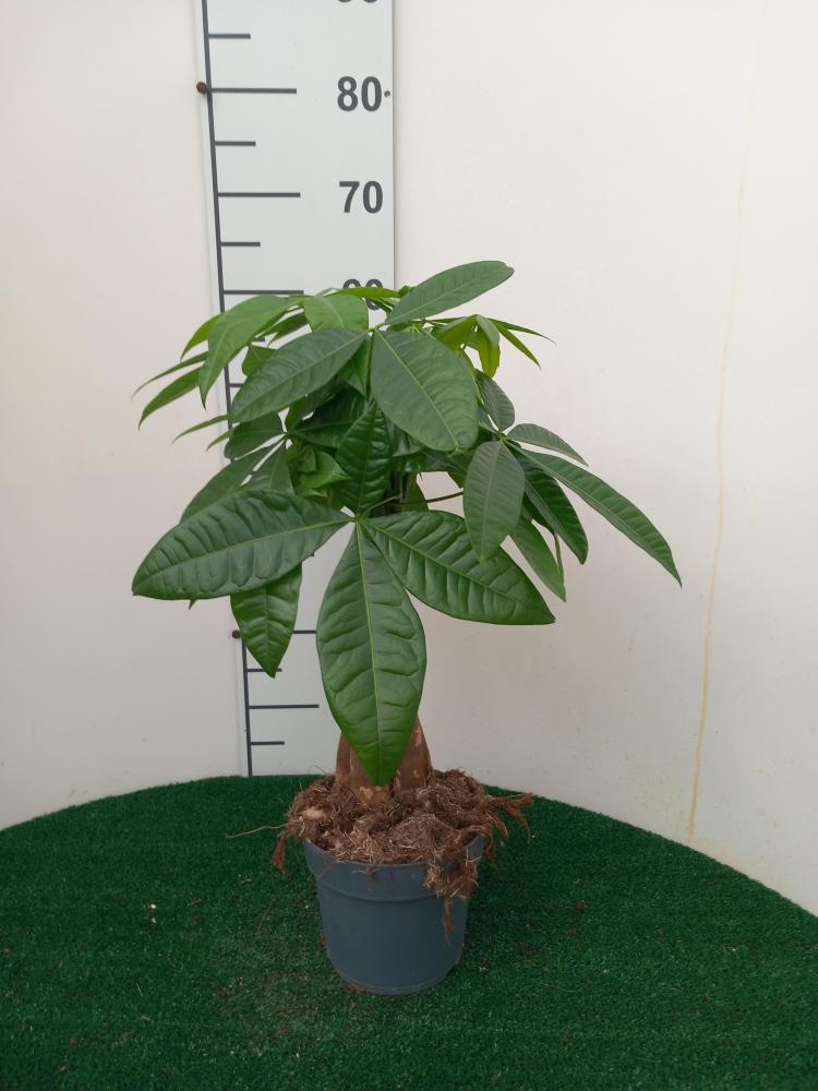 PACHIRA AQUATICA VP17