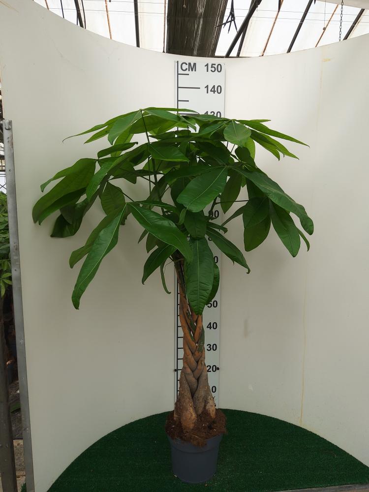 PACHIRA AQUATICA VP21