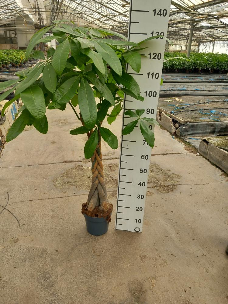 PACHIRA AQUATICA VP21