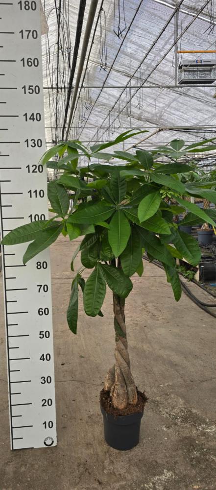 PACHIRA AQUATICA VP21