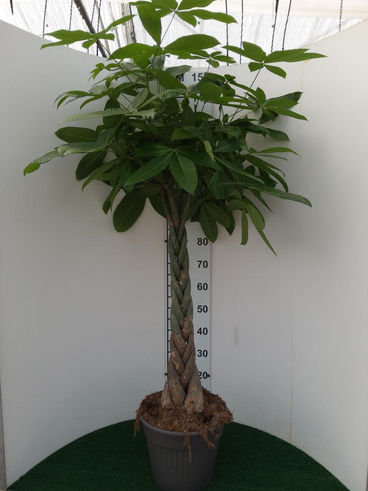 PACHIRA AQUATICA VP30