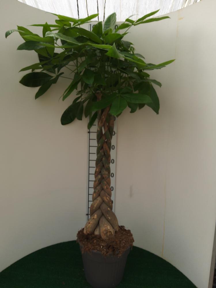 PACHIRA AQUATICA VP30