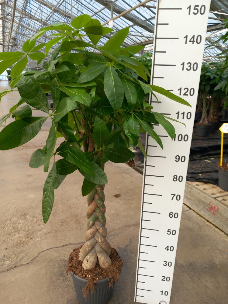 PACHIRA AQUATICA VP30