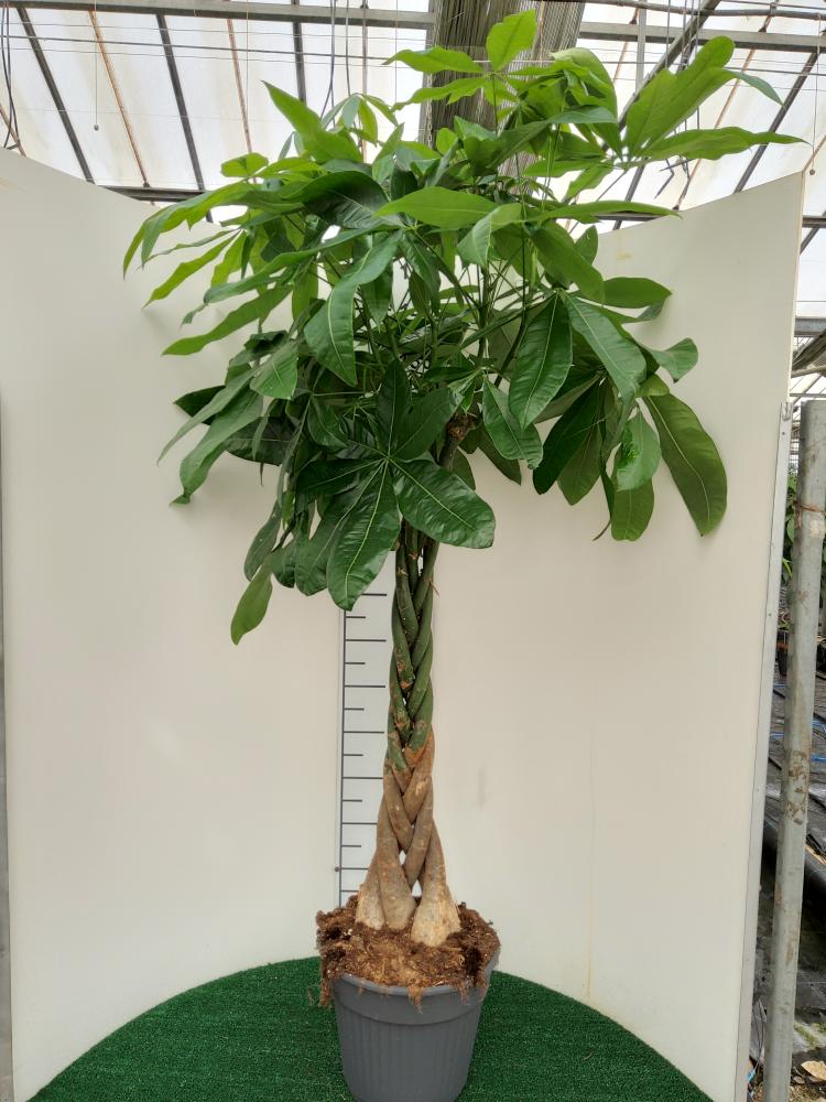 PACHIRA AQUATICA VP30
