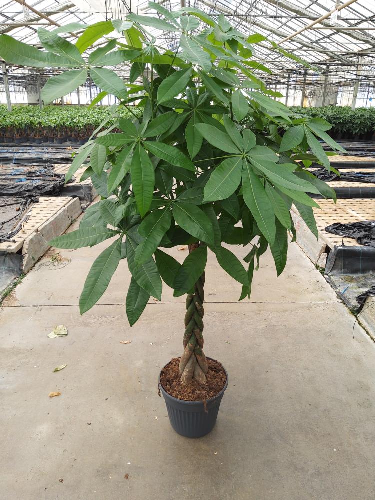 PACHIRA AQUATICA VP30