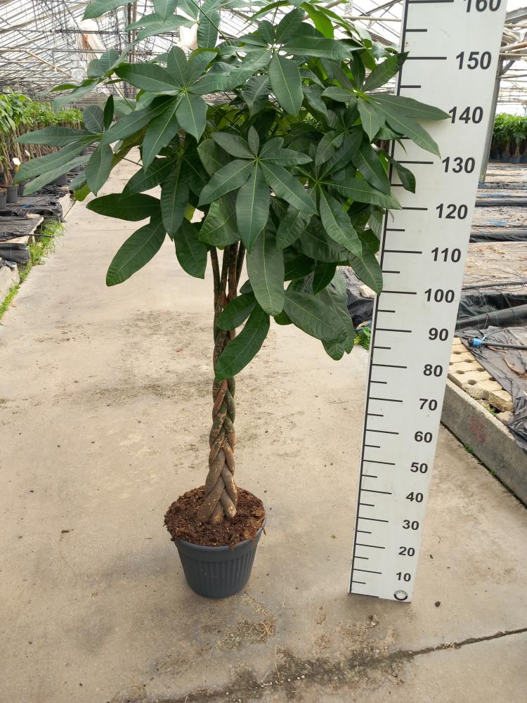 PACHIRA AQUATICA VP30