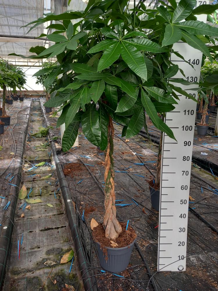 PACHIRA AQUATICA VP30