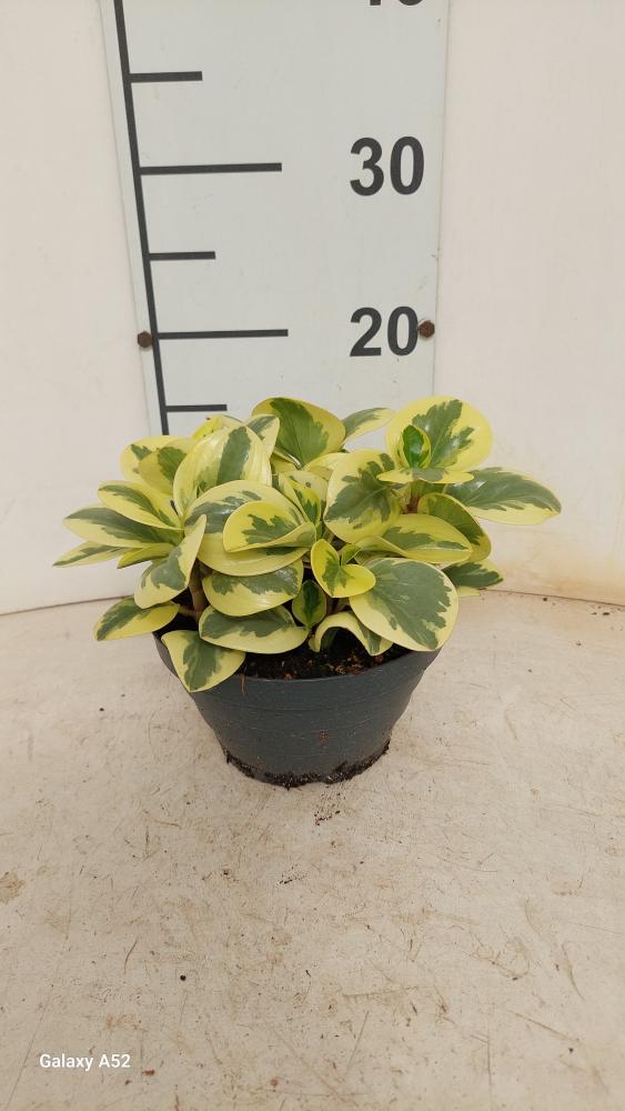 PEPEROMIA OBT. G. GATE CP17