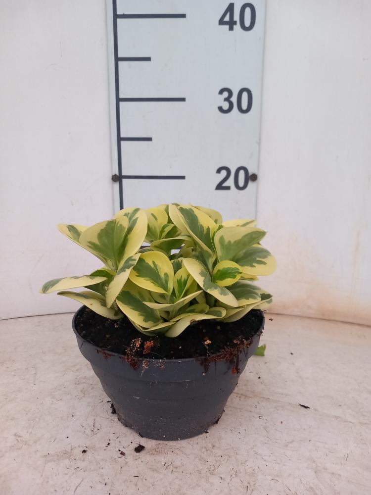 PEPEROMIA OBT. G. GATE CP17