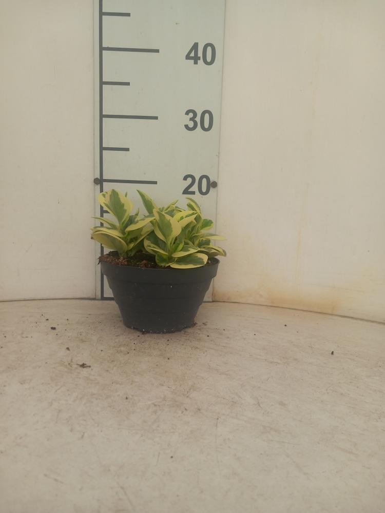 PEPEROMIA OBT. G. GATE CP17
