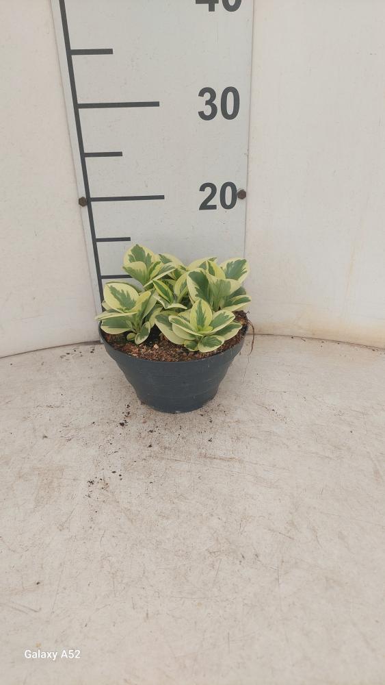 PEPEROMIA OBT. G. GATE CP17