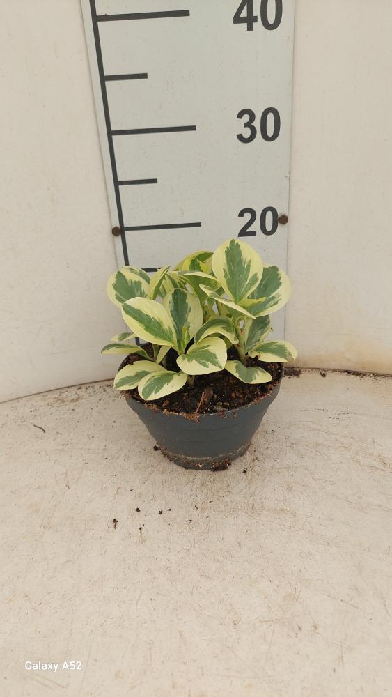 PEPEROMIA OBT. G. GATE CP17