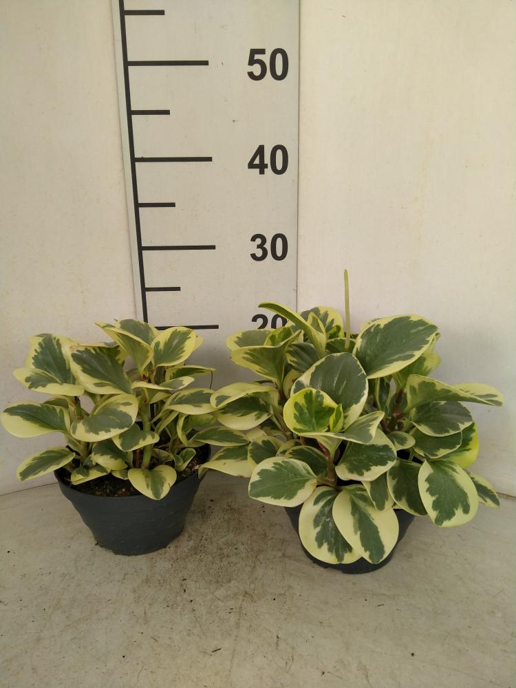 PEPEROMIA OBT. G. GATE CP17