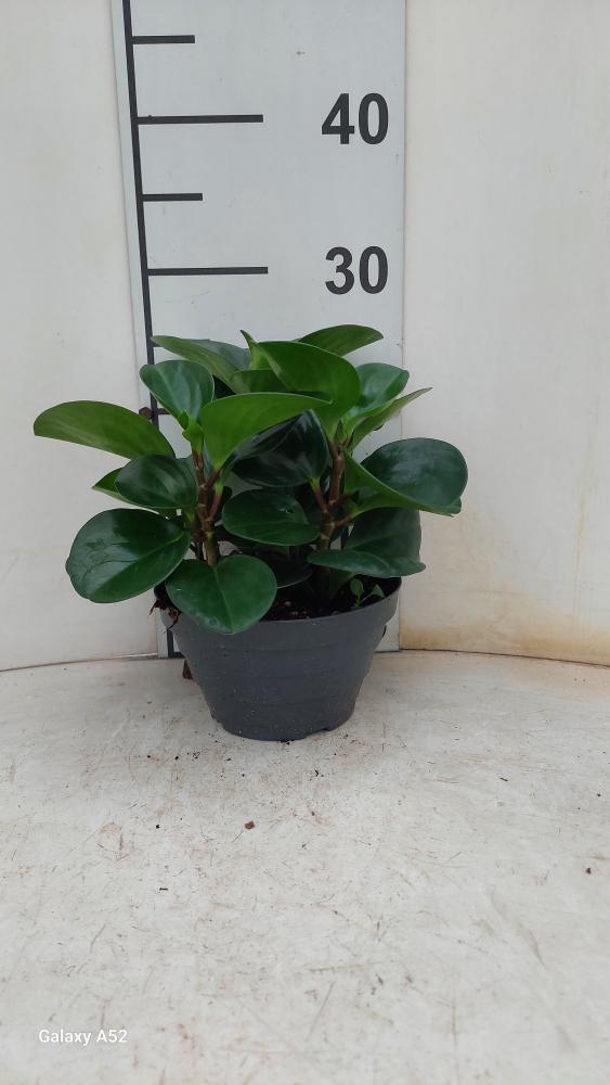 PEPEROMIA OBT. GREEN CP17