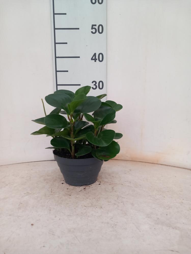 PEPEROMIA OBT. GREEN CP17