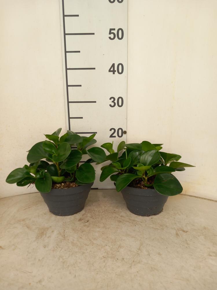 PEPEROMIA OBT. GREEN CP17