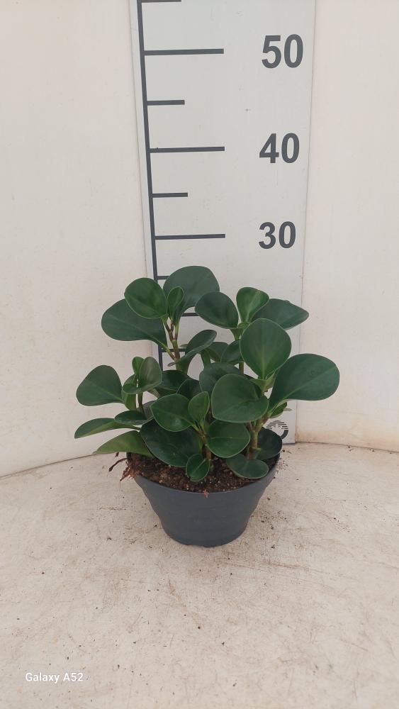 PEPEROMIA OBT. GREEN CP17