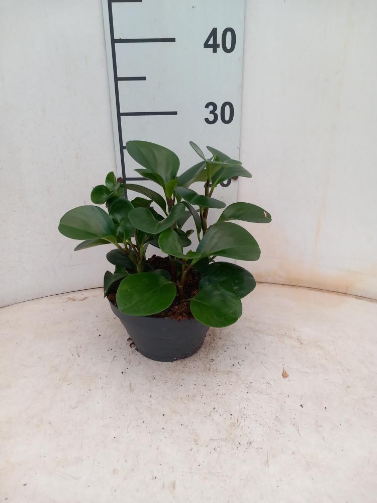 PEPEROMIA OBT. GREEN CP17
