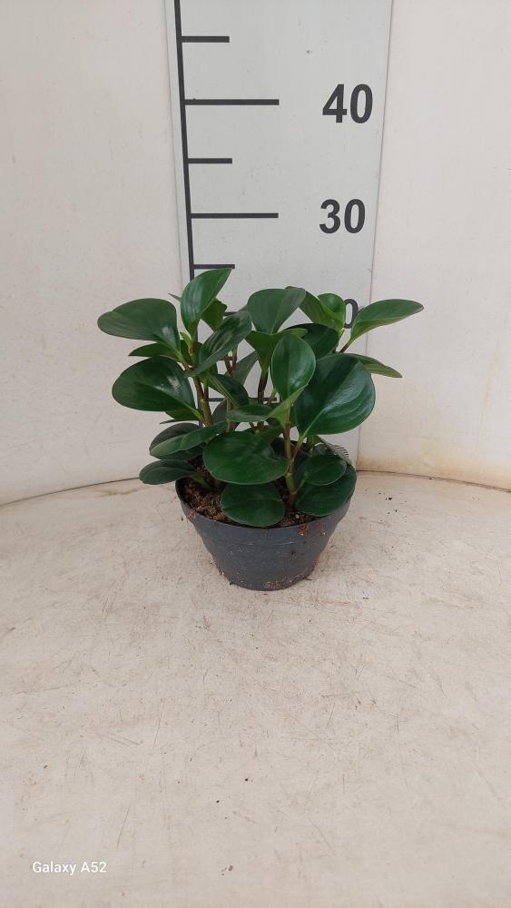 PEPEROMIA OBT. GREEN CP17