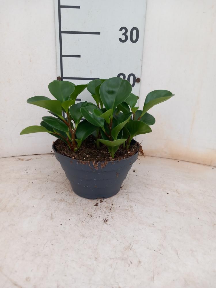 PEPEROMIA OBT. GREEN CP17
