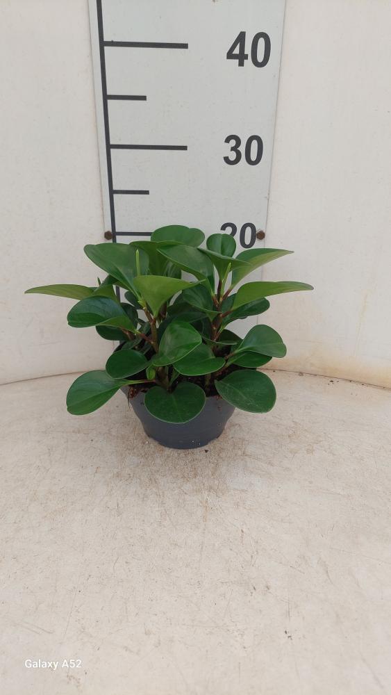 PEPEROMIA OBT. GREEN CP17