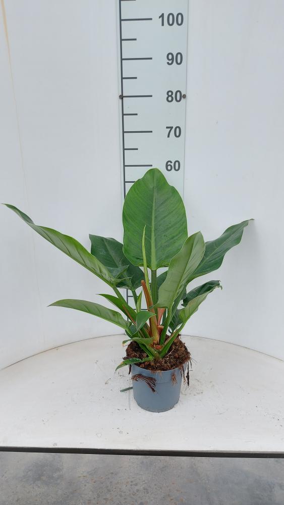 PHILODENDRON IMP. GREEN VP17