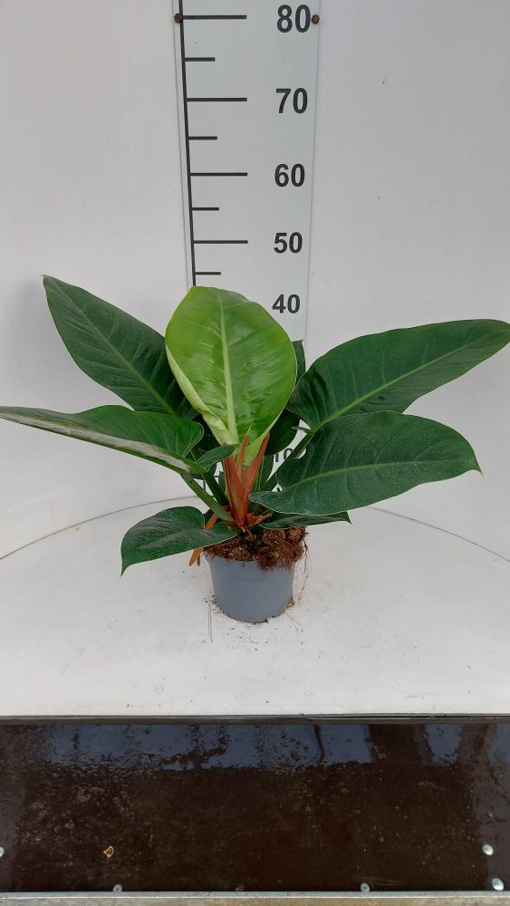 PHILODENDRON IMP. GREEN VP17