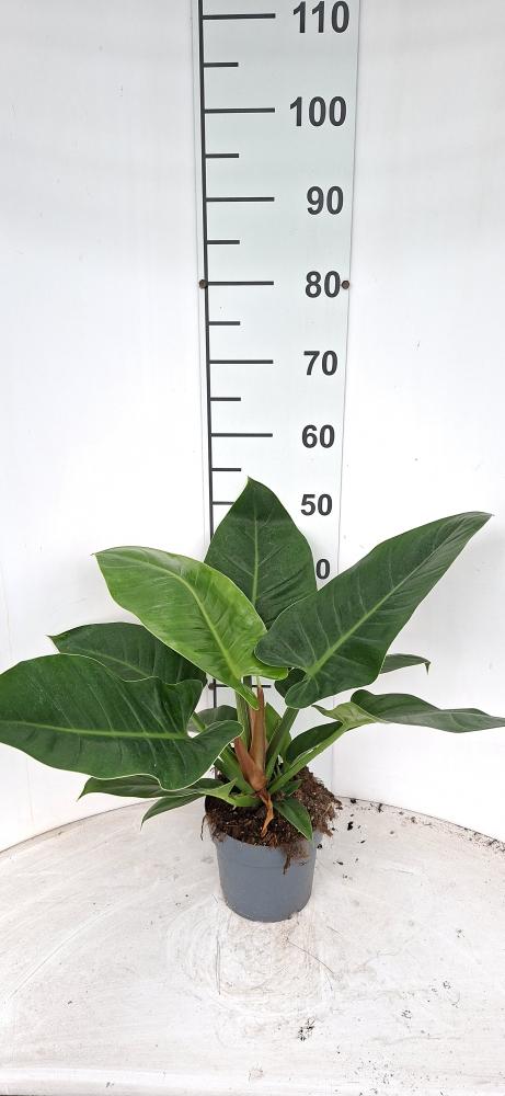 PHILODENDRON IMP. GREEN VP17
