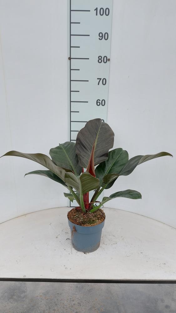 PHILODENDRON IMP. RED VP17