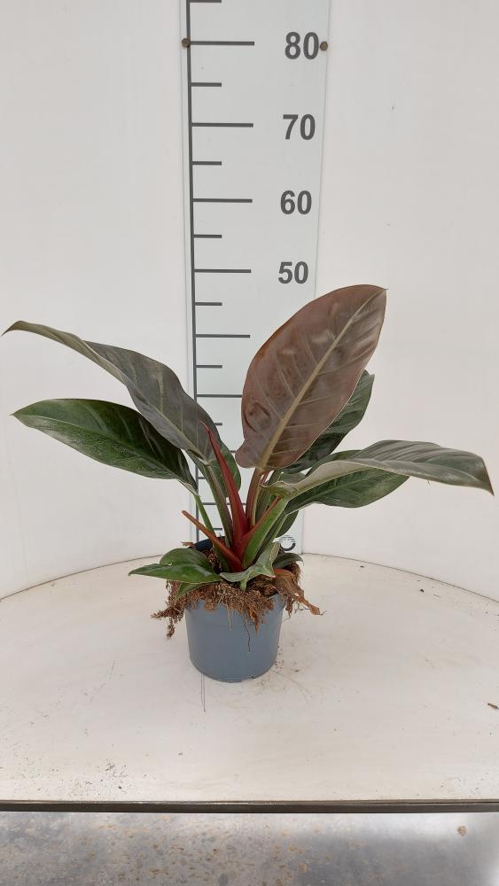 PHILODENDRON IMP. RED VP17
