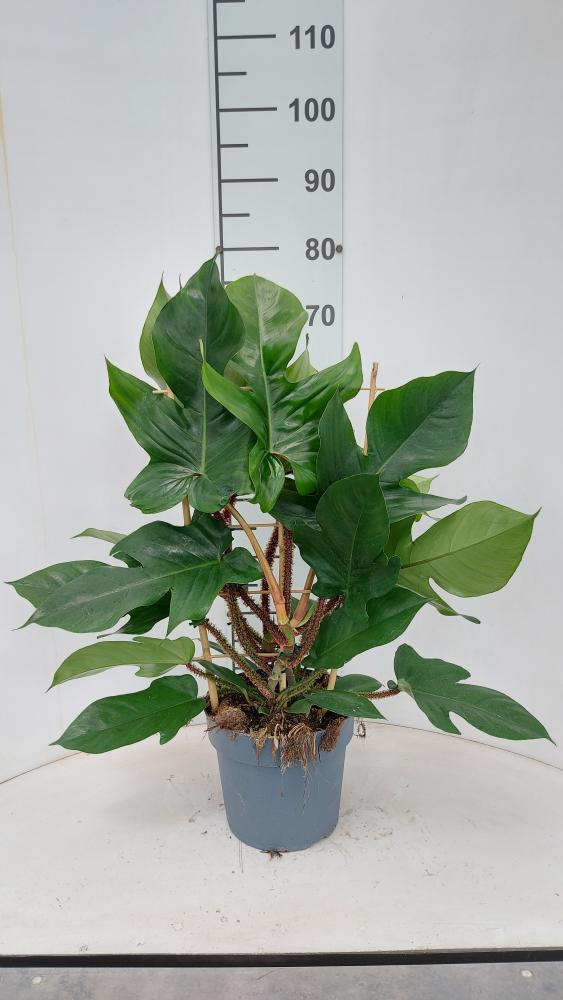 PHILODENDRON SQUAMIFER. SPALLIERA VP21