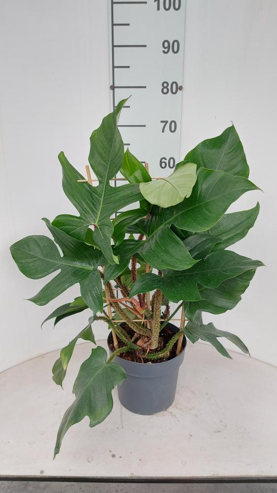 PHILODENDRON SQUAMIFER. SPALLIERA VP21