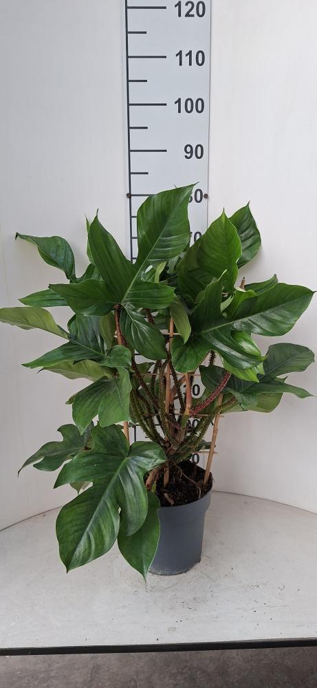 PHILODENDRON SQUAMIFER. SPALLIERA VP21