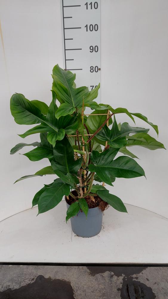 PHILODENDRON SQUAMIFER. SPALLIERA VP21