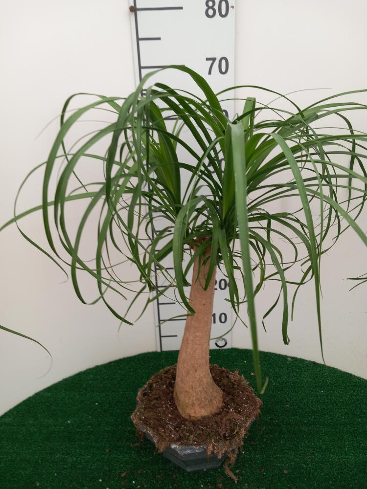 BEAUCARNEA CP22