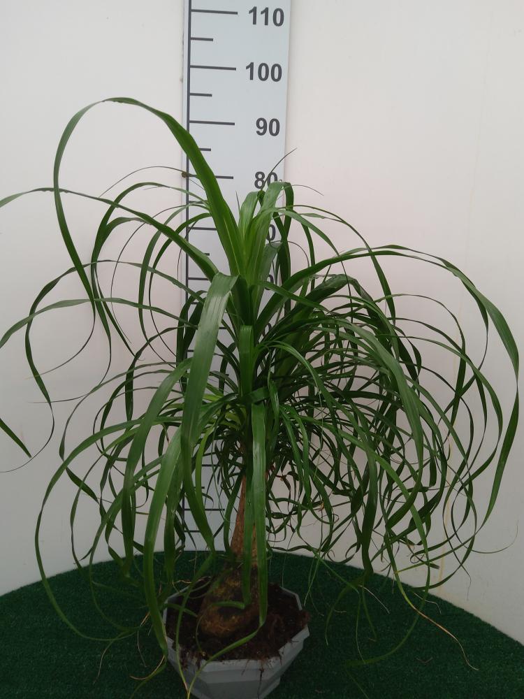 BEAUCARNEA CP22