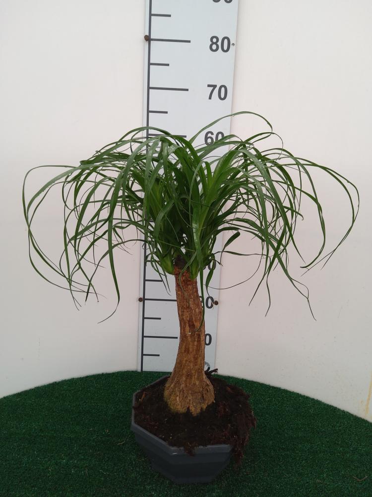 BEAUCARNEA CP22