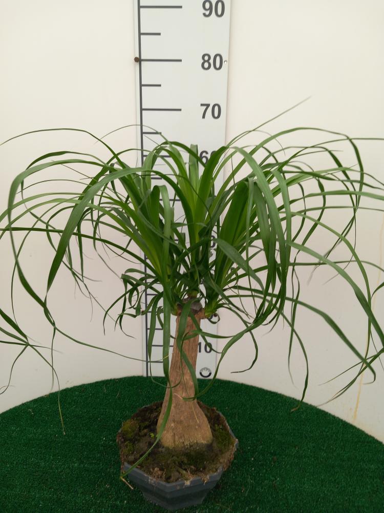 BEAUCARNEA CP22