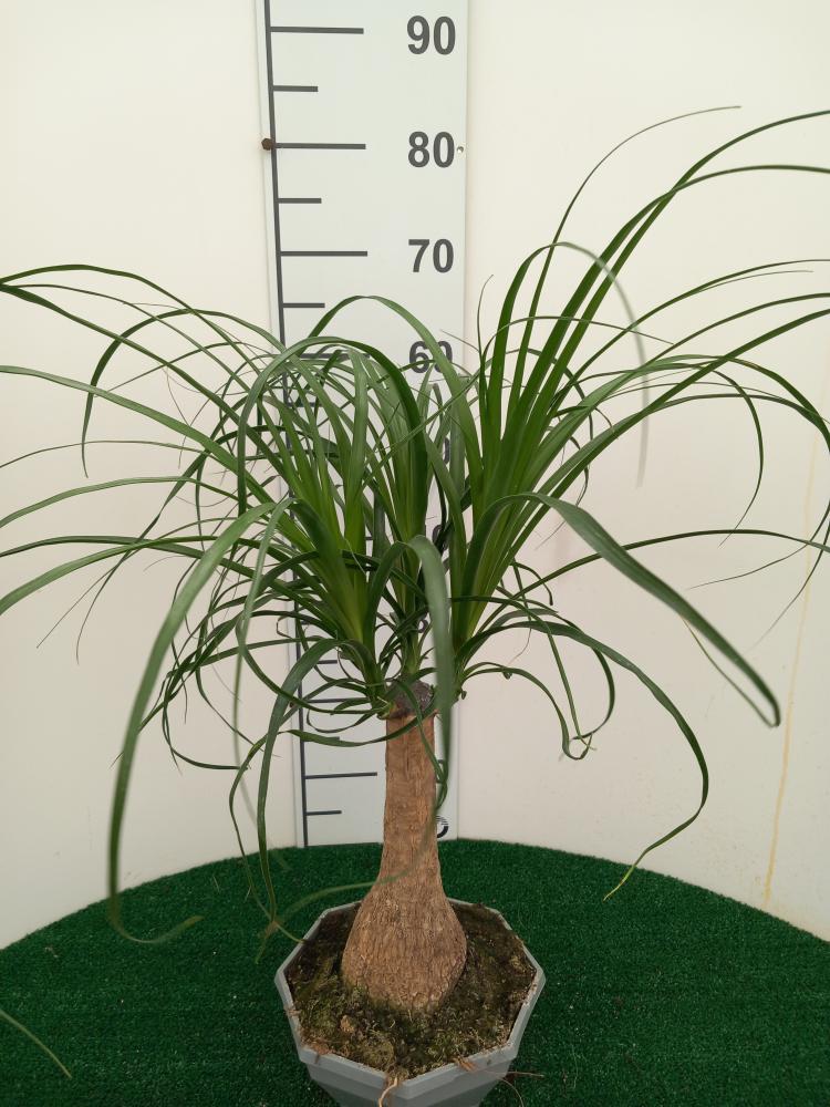 BEAUCARNEA CP22