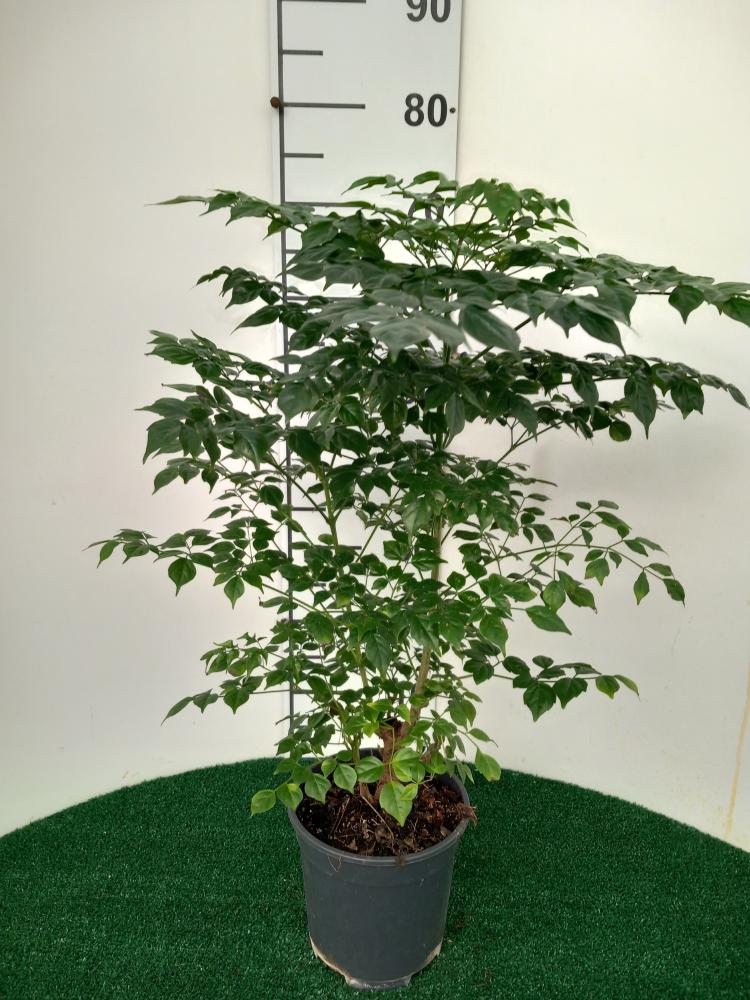 RADERMACHERA SINICA VP17