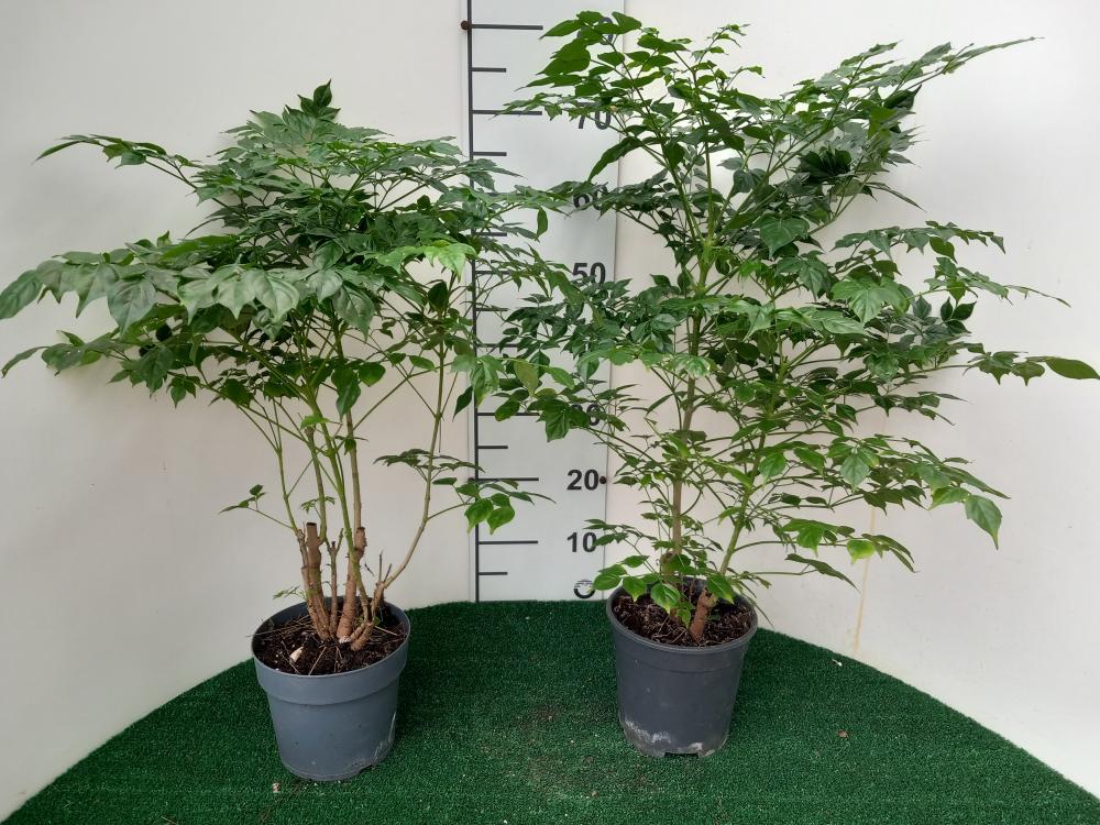 RADERMACHERA SINICA VP17