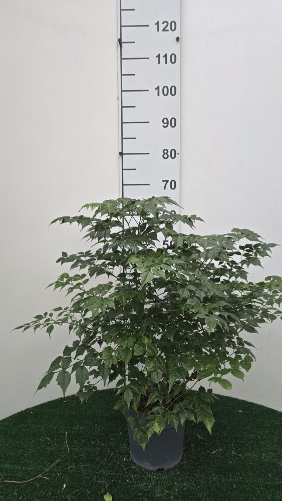 RADERMACHERA SINICA VP17