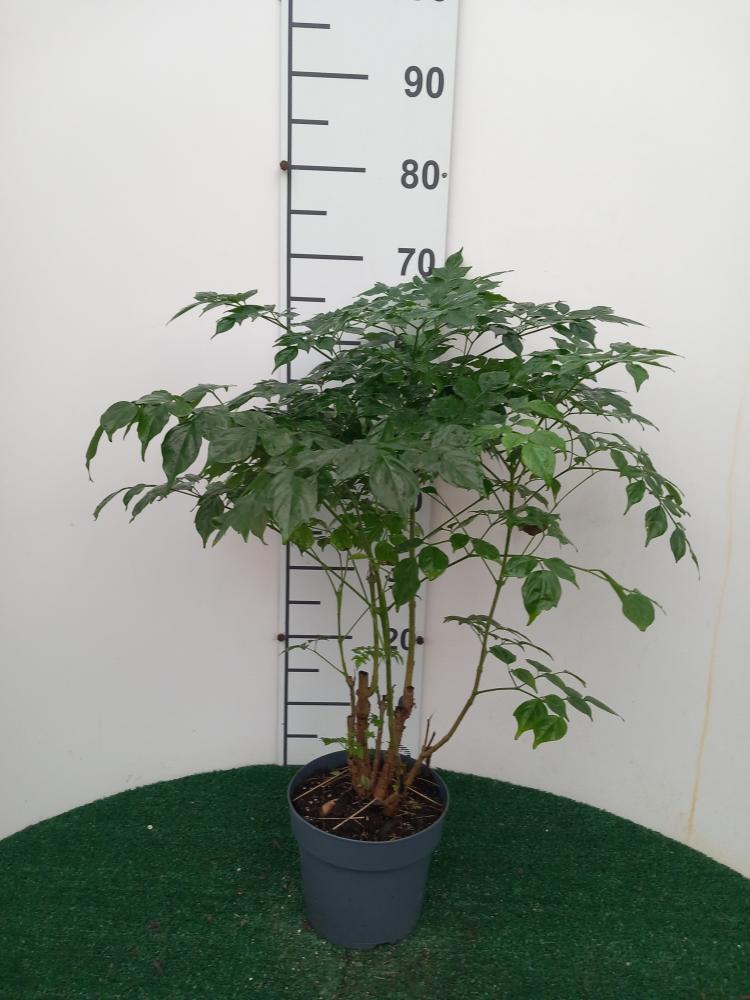 RADERMACHERA SINICA VP17