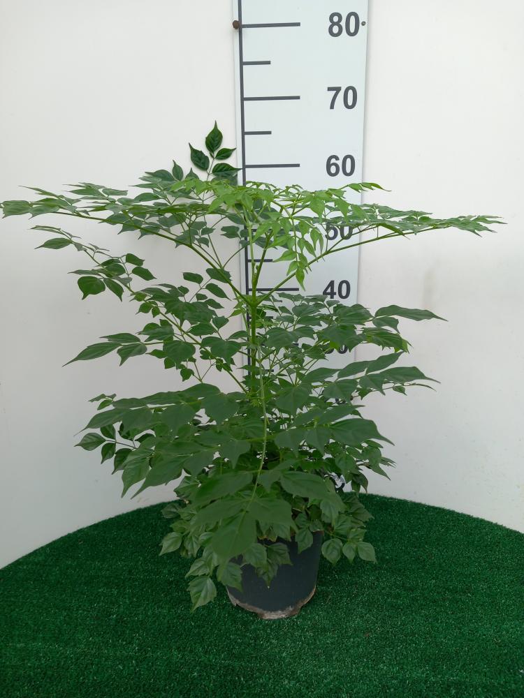 RADERMACHERA SINICA VP17